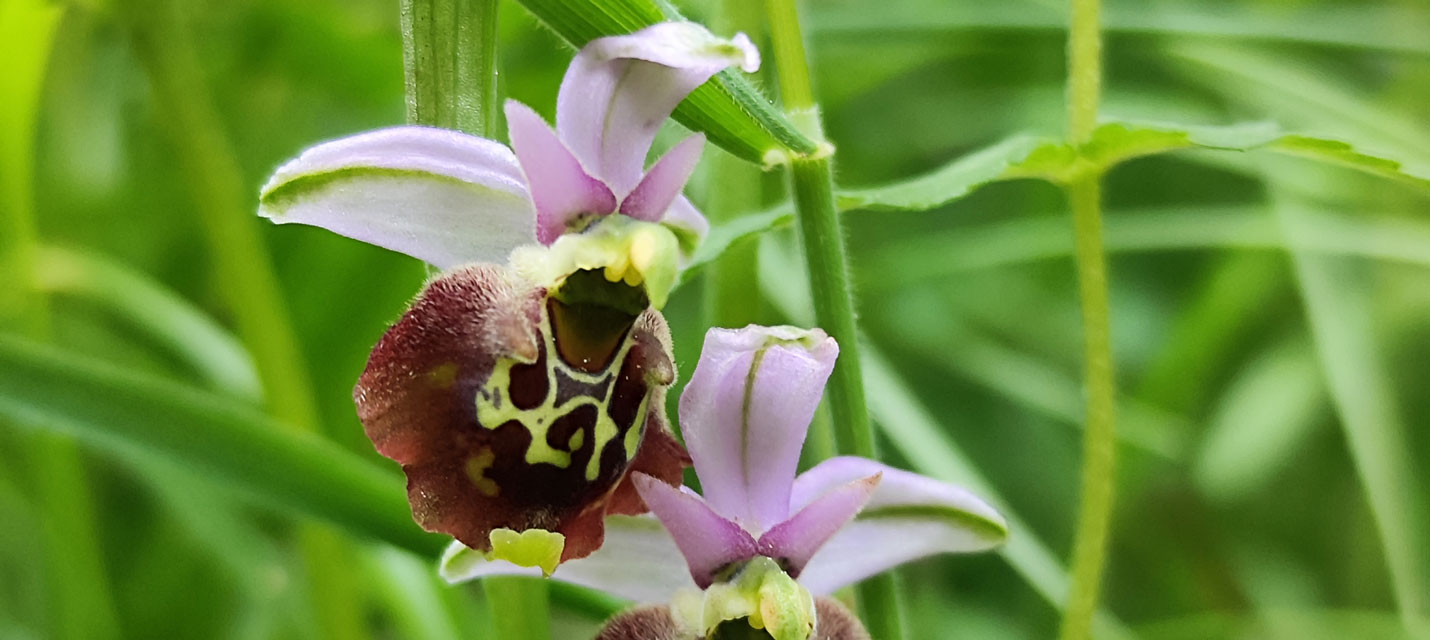  Orchideenwanderung