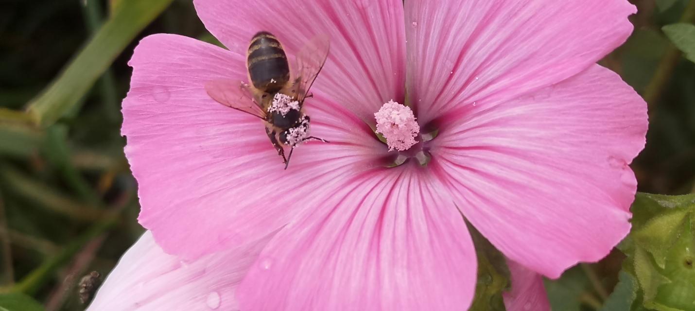 Biene auf Bechermalve