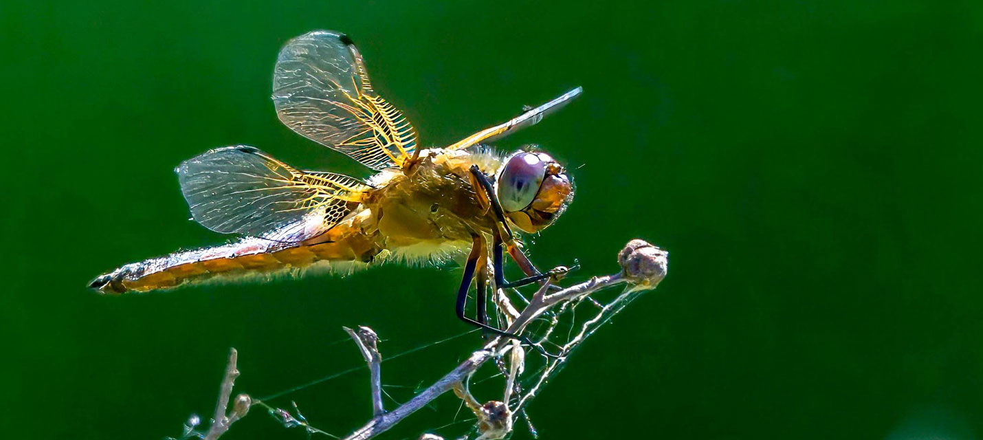 Libelle