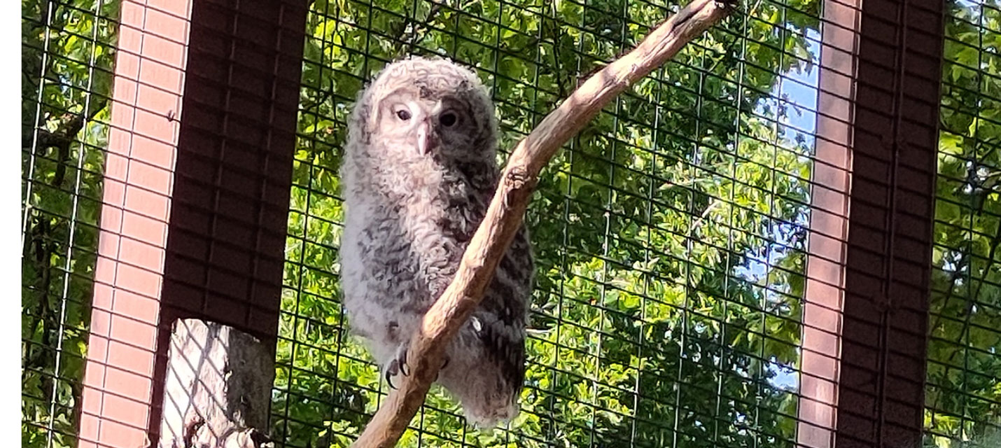 Greifvogel