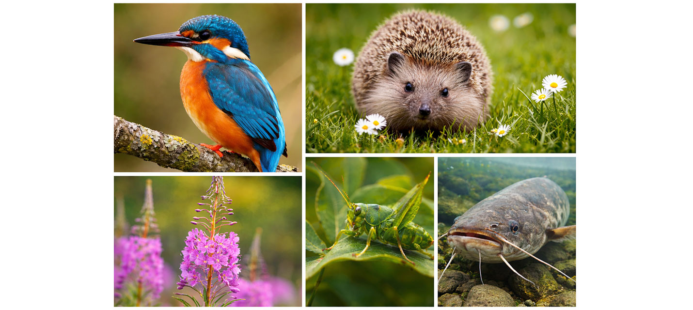Tiere und Pflanzen des Jahres 2026